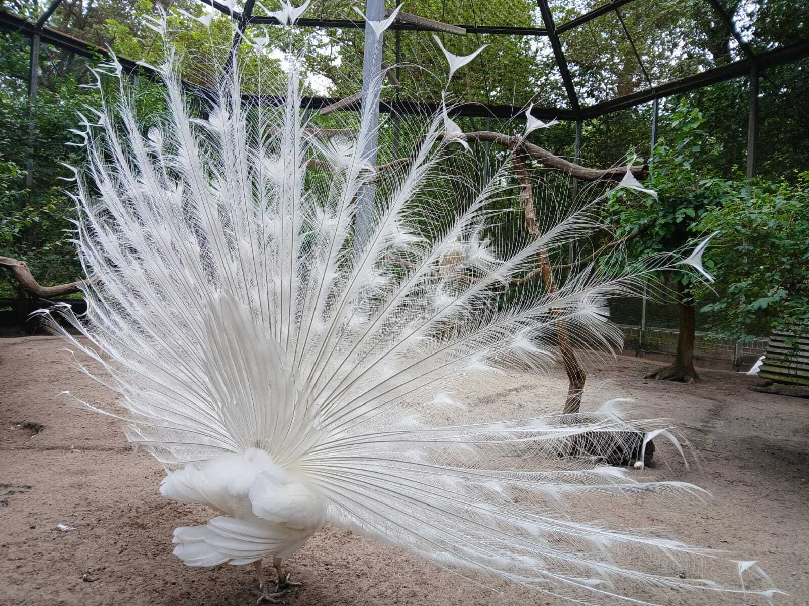 Ein weisser Pfau mit gespreizten Schwanzfedern von hinten.